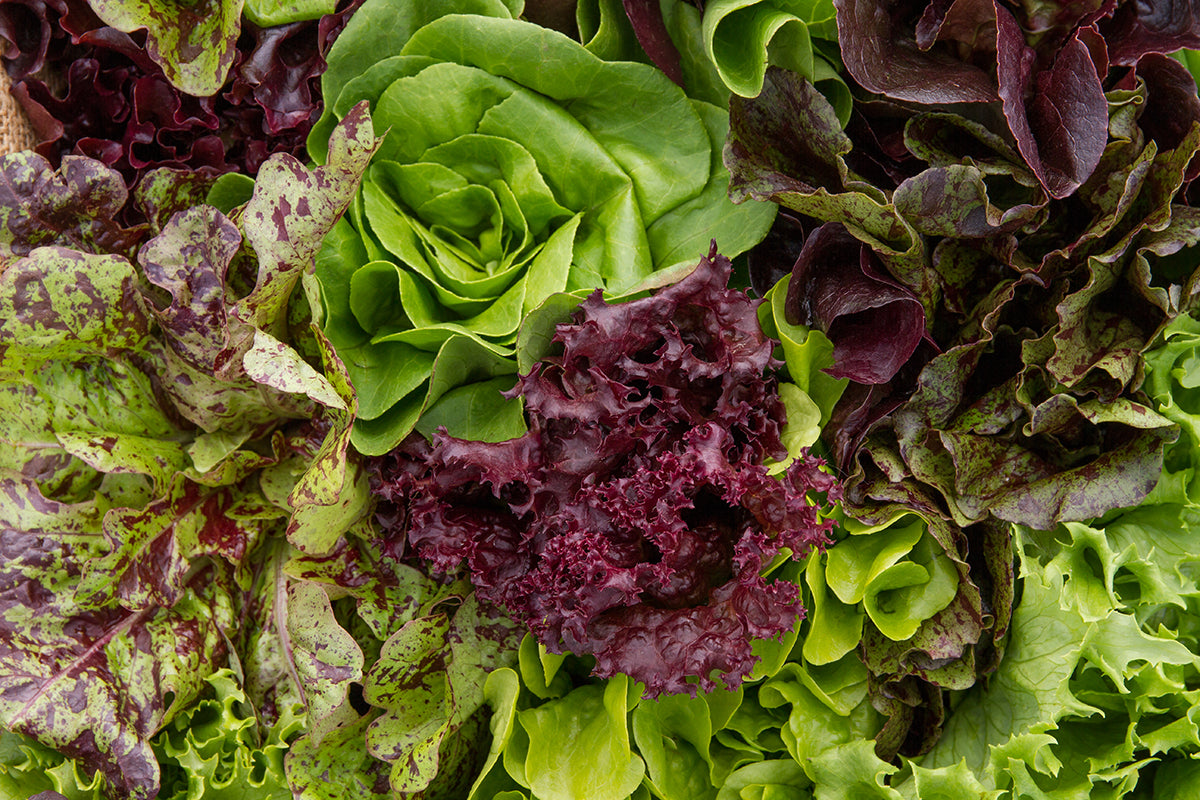 Health benefits of lettuce and delicious lettuce recipes FARMER JONES FARM AT THE CHEF S GARDEN